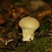 Puf Mantarı (Lycoperdon perlatum)