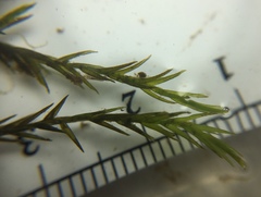 Fontinalis dalecarlica