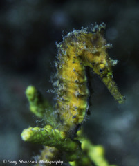 Hippocampus subelongatus