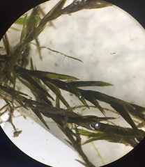 Fontinalis dalecarlica