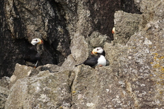 Fratercula corniculata