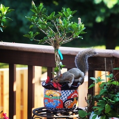 Sciurus carolinensis