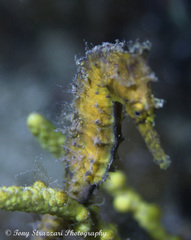 Hippocampus subelongatus