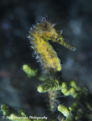 Hippocampus subelongatus