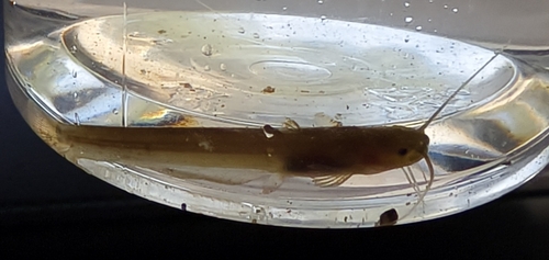 Pterocryptis anomala
