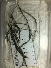 Fontinalis dalecarlica