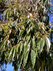 Prunus serotina