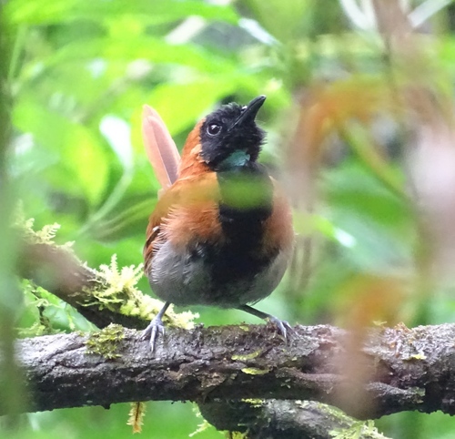 Black-faced Rufous Warbler (Bathmocercus rufus), photo 8