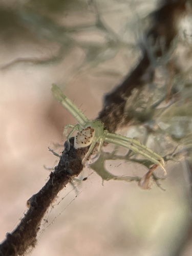 Diaea livens photo 3
