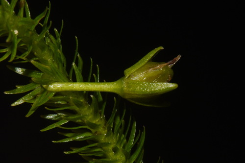 Image of Mayaca fluviatilis by (c) Brian Finzel, some rights reserved (CC BY-SA)