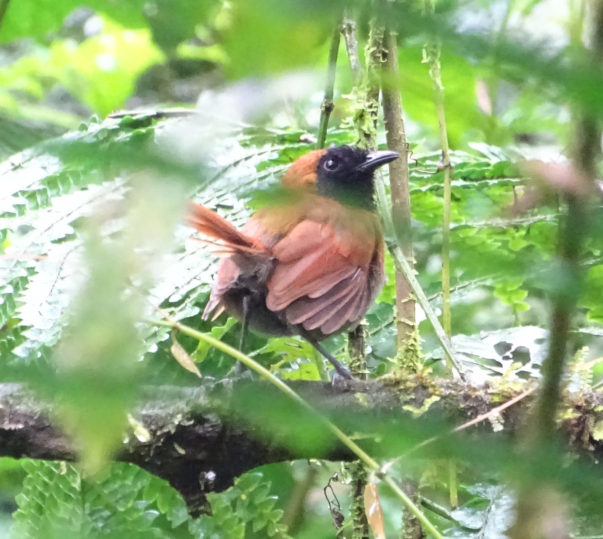 Black-faced Rufous Warbler (Bathmocercus rufus), photo 6