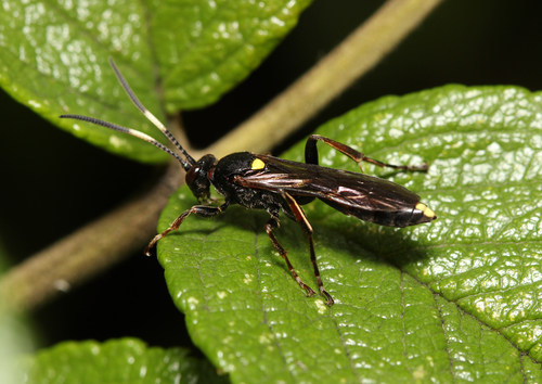 Ichneumon inquinatus