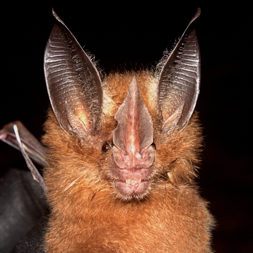 Southern Golden Bat