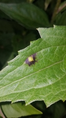 Bactericera antennata