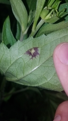 Bactericera antennata