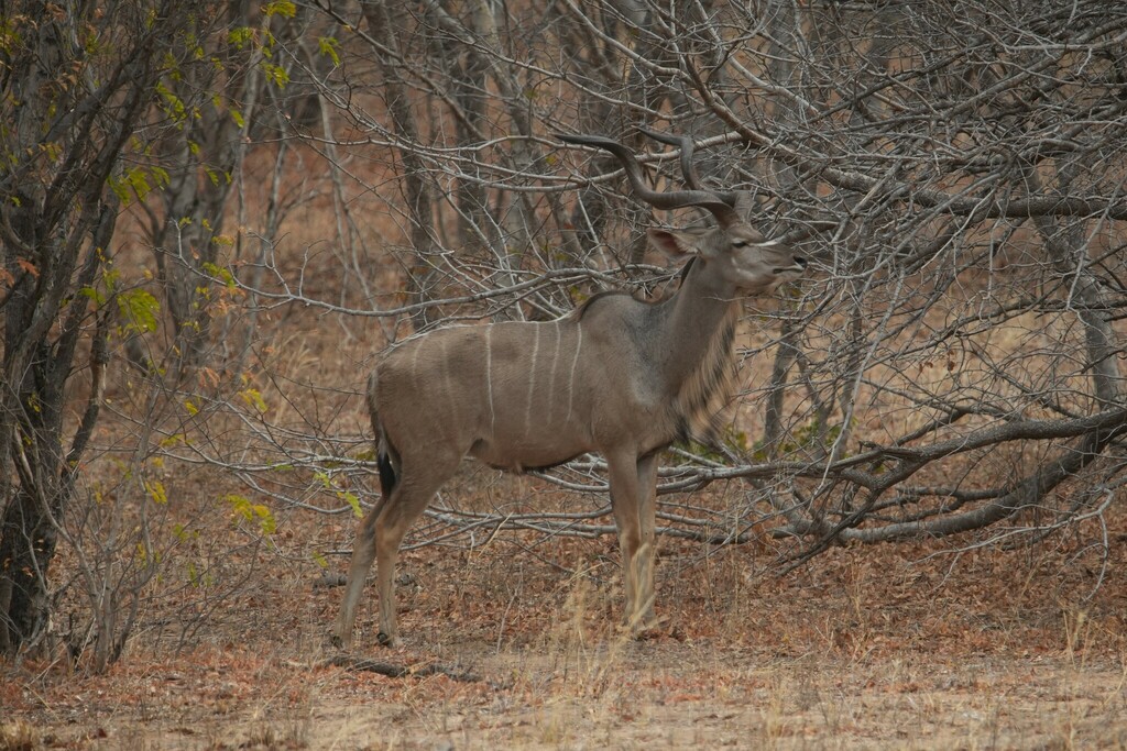 Tragelaphus strepsiceros strepsiceros, Chobe District, Botsuana, by gizz55