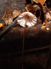 Marasmius pulcherripes