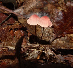 Marasmius pulcherripes