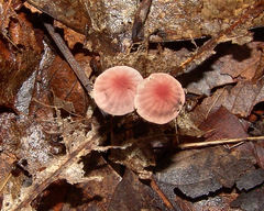 Marasmius pulcherripes
