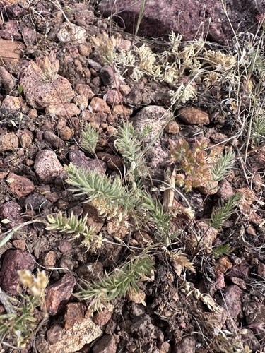 Webber's ivesia (Ivesia webberi)