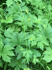 Ranunculus uncinatus