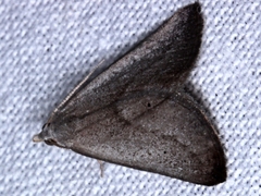 Adeixis inostentata