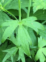 Ranunculus uncinatus