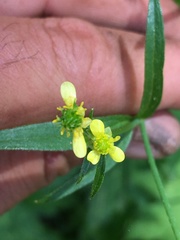 Ranunculus uncinatus