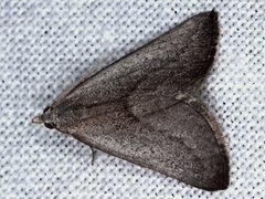 Adeixis inostentata