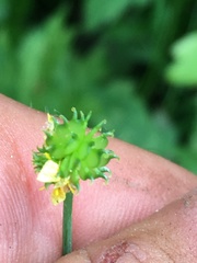 Ranunculus uncinatus