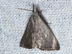 Adeixis inostentata
