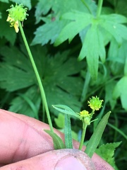 Ranunculus uncinatus