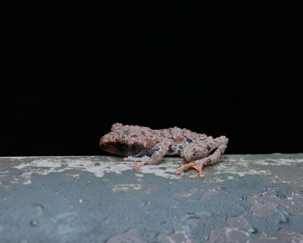 Hekou Bug-Eyed Frog