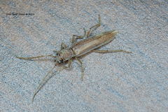 Aneflomorpha lineare