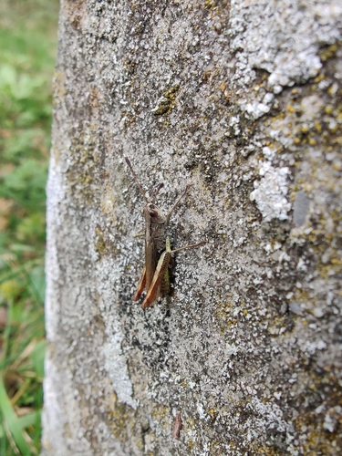 Rufous Grasshopper photo 6