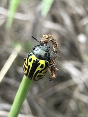 Calligrapha mexicana