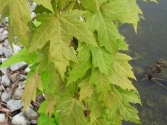 Acer saccharinum
