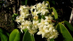 Rourea doniana