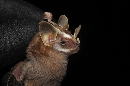 Bedentate Yellow-eared Bat