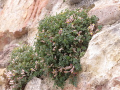 Sarcocapnos enneaphylla