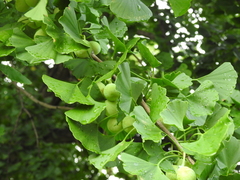 Ginkgo biloba