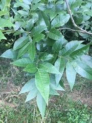 Fraxinus pennsylvanica subintegerrima