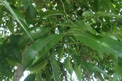 Dolichandrone spathacea