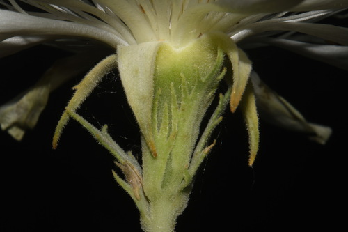 Image of Mentzelia nuda by (c) Brian Finzel, some rights reserved (CC BY-SA)