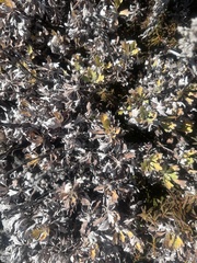 Artemisia lagocephala