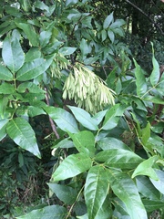 Fraxinus pennsylvanica subintegerrima