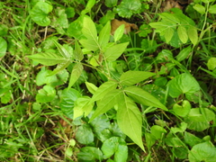 Ailanthus altissima