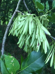 Fraxinus pennsylvanica subintegerrima