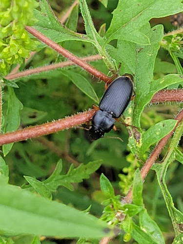 Pennsylvania Dingy Ground Beetle photo 3