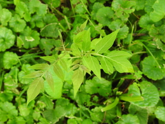 Ailanthus altissima